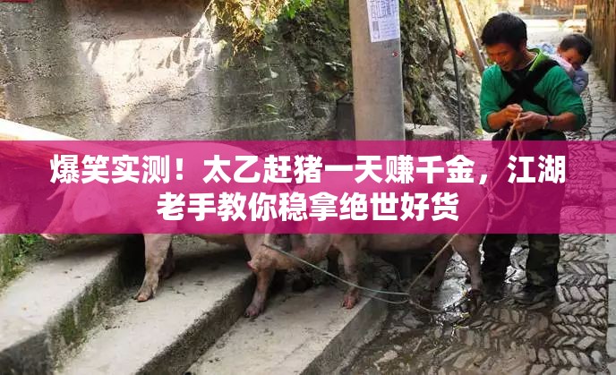爆笑實(shí)測(cè)！太乙趕豬一天賺千金，江湖老手教你穩(wěn)拿絕世好貨