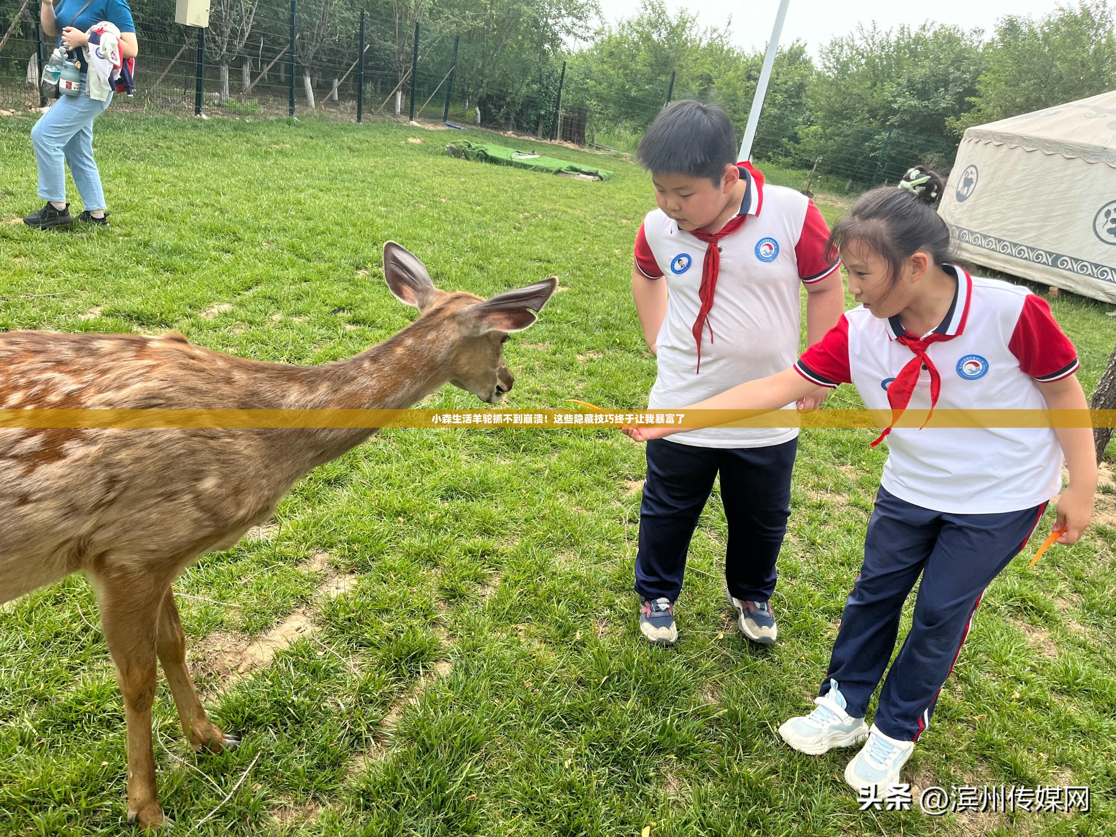 小森生活羊駝抓不到崩潰！這些隱藏技巧終于讓我暴富了